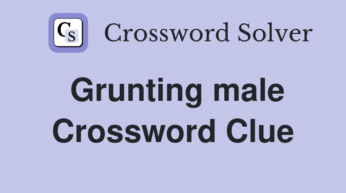 Grunting male Crossword Clue