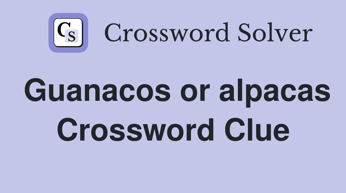 Guanacos or alpacas Crossword Clue