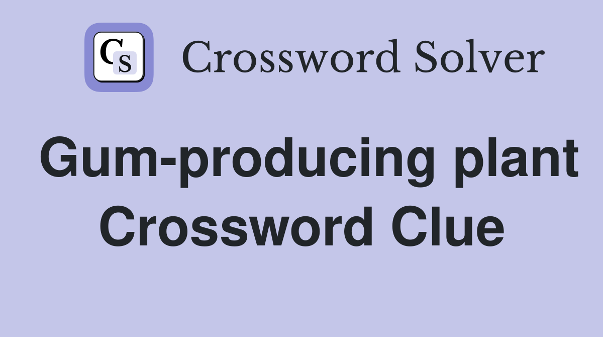 Gum-producing plant Crossword Clue