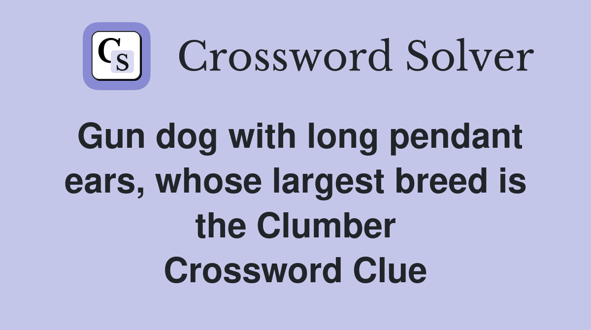 Gun dog with long pendant ears, whose largest breed is the Clumber Crossword Clue