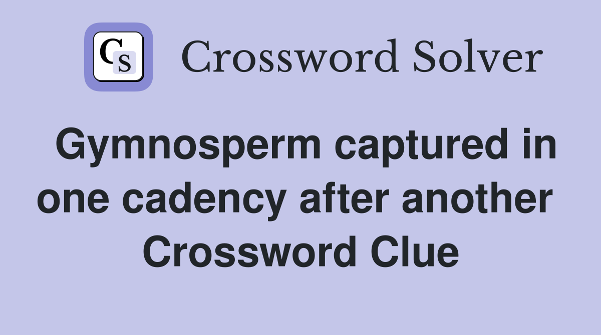 Gymnosperm captured in one cadency after another  Crossword Clue