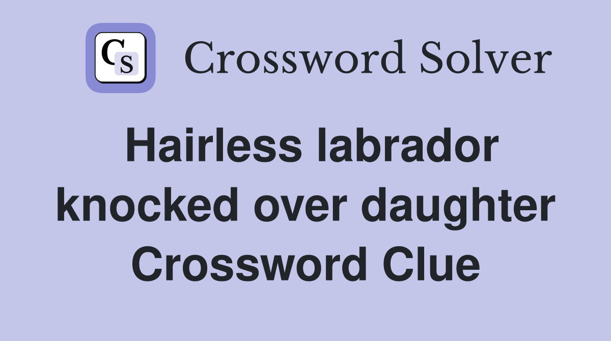 Hairless labrador knocked over daughter Crossword Clue