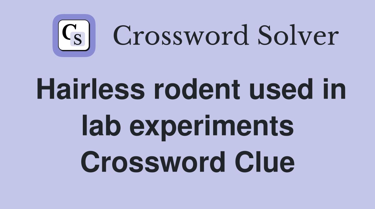 Hairless rodent used in lab experiments Crossword Clue