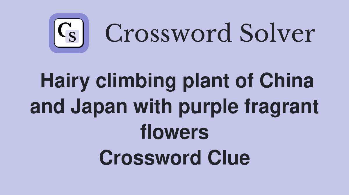Hairy climbing plant of China and Japan with purple fragrant flowers Crossword Clue