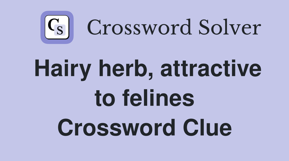 Hairy herb, attractive to felines Crossword Clue