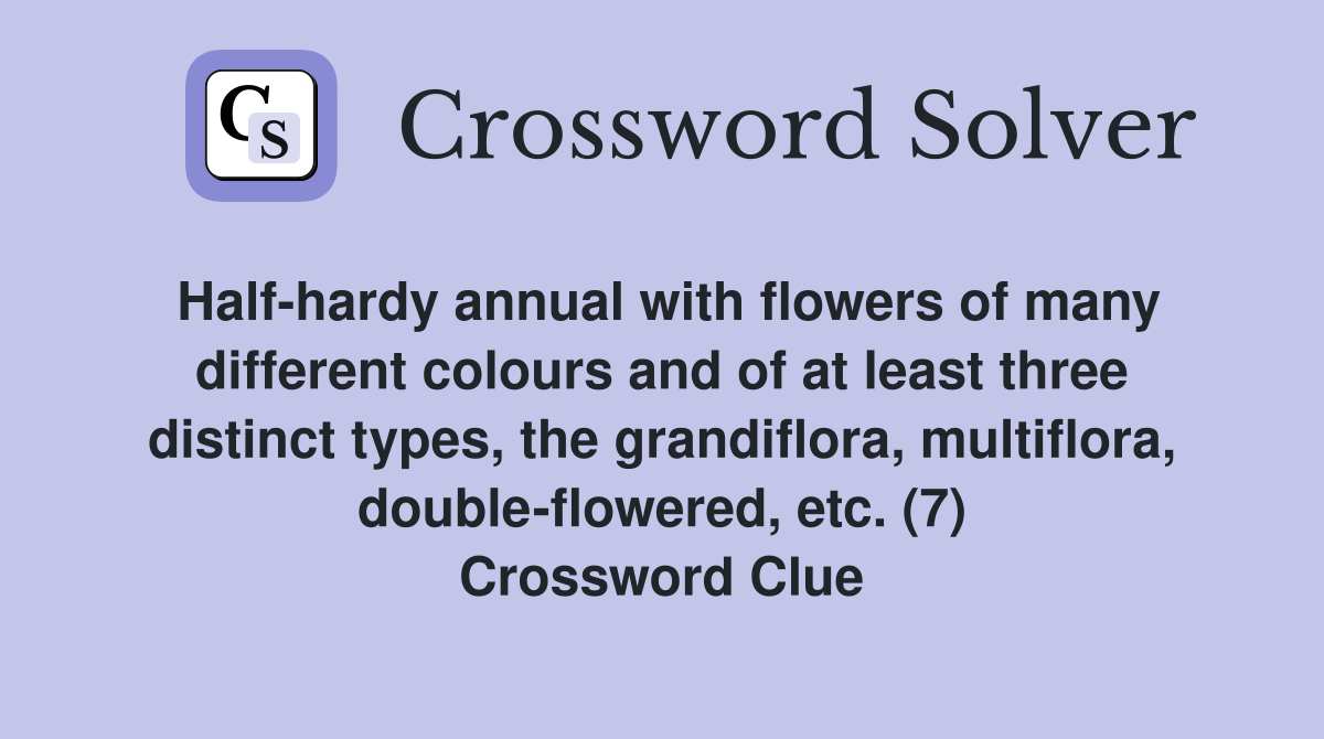 Half-hardy annual with flowers of many different colours and of at least three distinct types, the grandiflora, multiflora, double-flowered, etc. (7) Crossword Clue