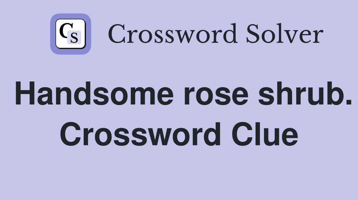 Handsome rose shrub. Crossword Clue