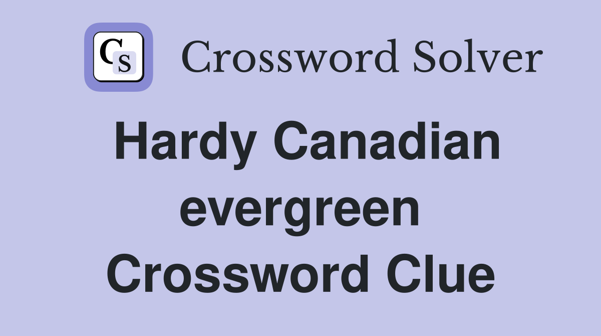 Hardy Canadian evergreen Crossword Clue