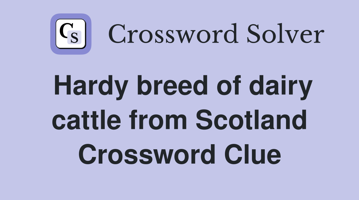 Hardy breed of dairy cattle from Scotland Crossword Clue