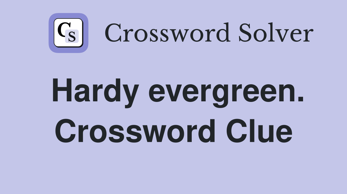 Hardy evergreen. Crossword Clue
