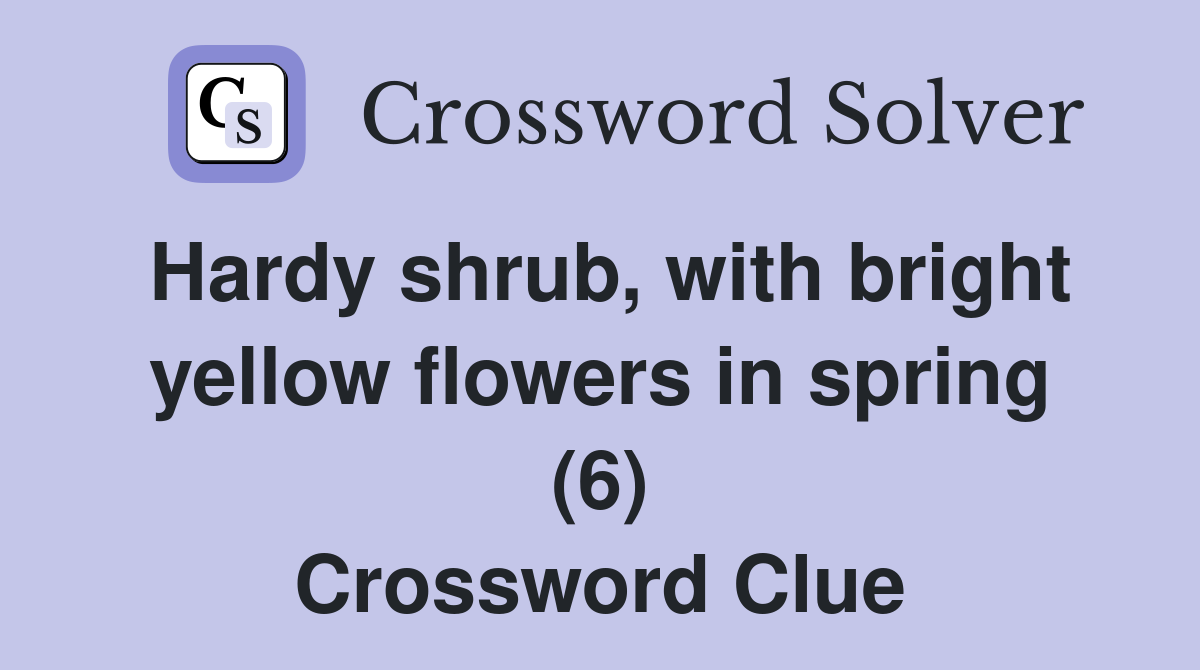Hardy shrub, with bright yellow flowers in spring (6) Crossword Clue