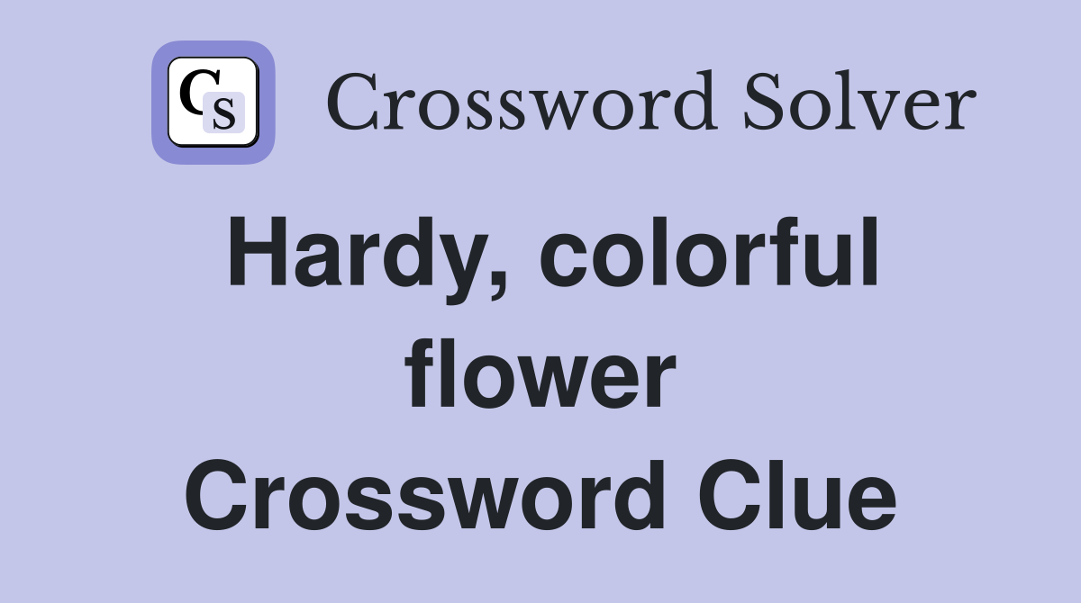 Hardy, colorful flower Crossword Clue