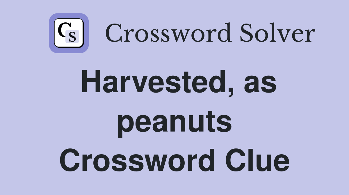 Harvested, as peanuts Crossword Clue