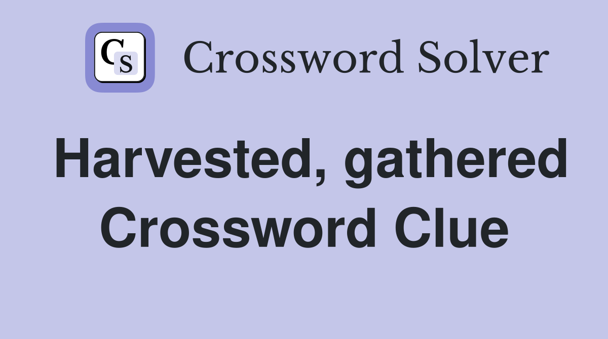 Harvested, gathered Crossword Clue