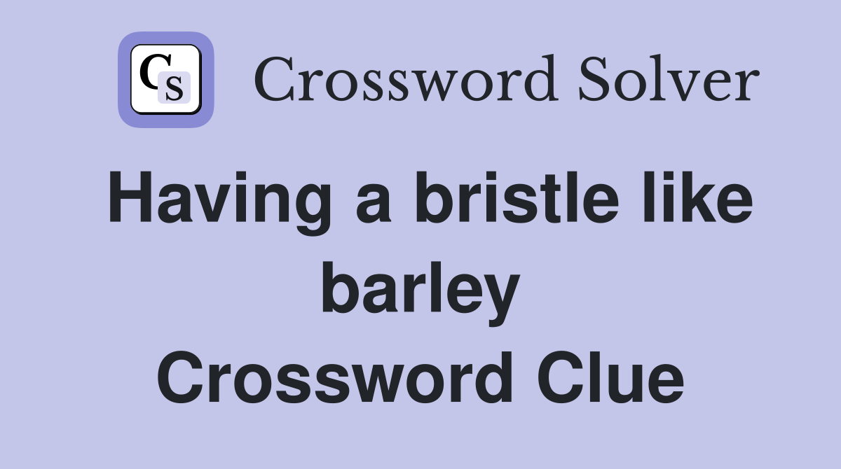 Having a bristle like barley Crossword Clue