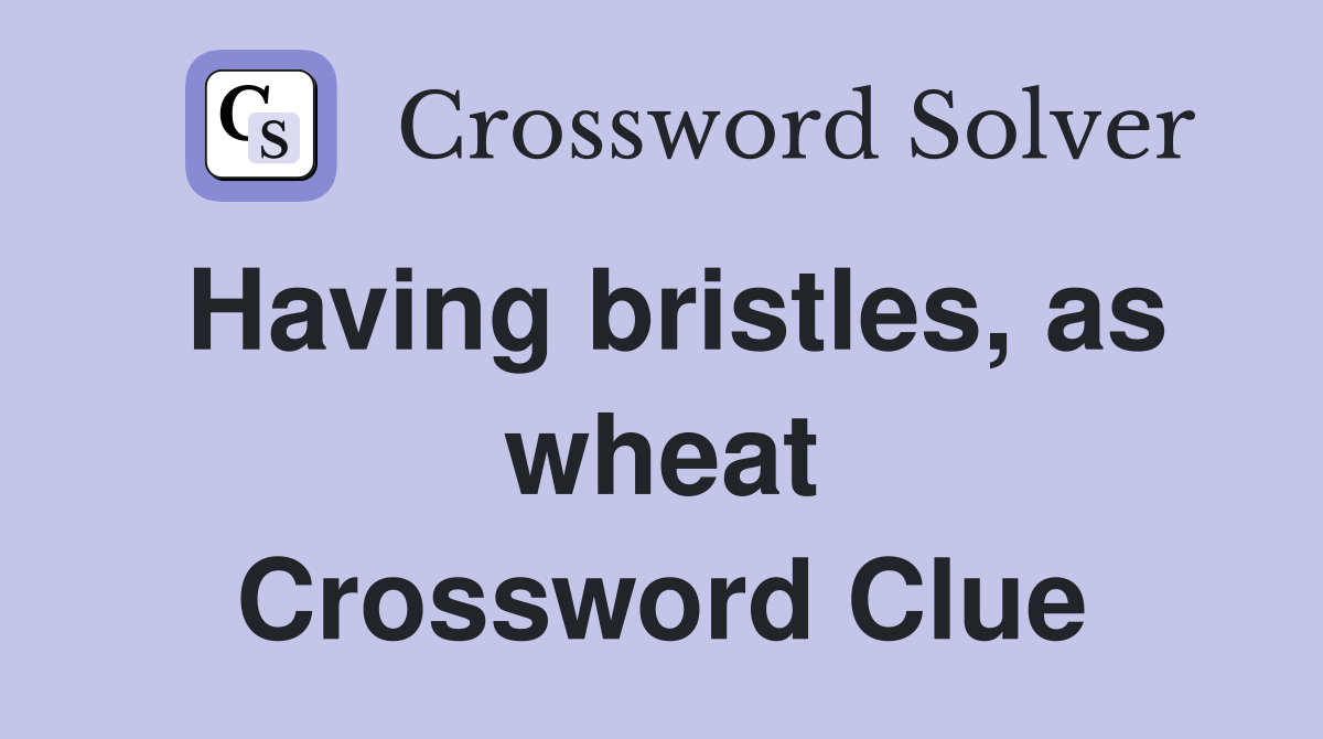 Having bristles, as wheat Crossword Clue