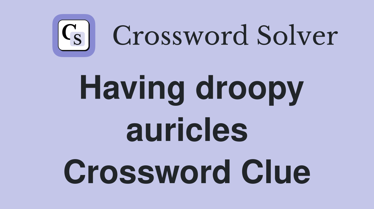 Having droopy auricles Crossword Clue