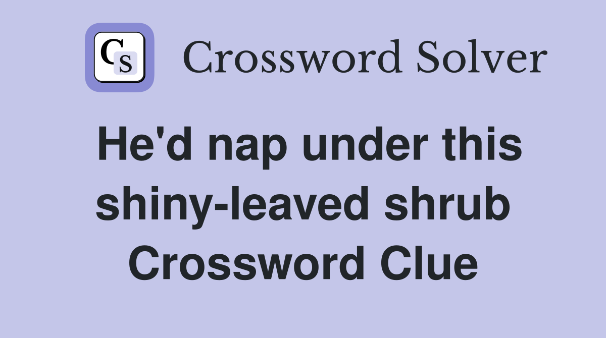 He'd nap under this shiny-leaved shrub Crossword Clue