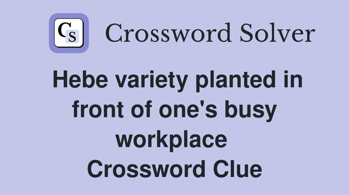 Hebe variety planted in front of one's busy workplace  Crossword Clue