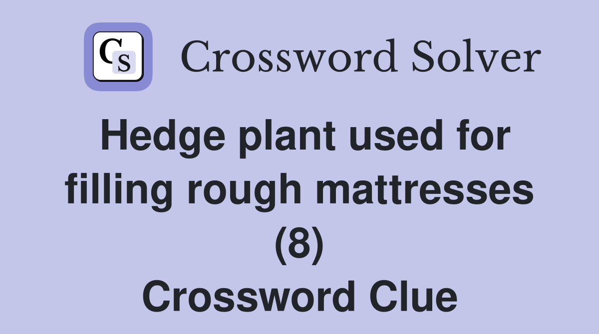 Hedge plant used for filling rough mattresses (8) Crossword Clue
