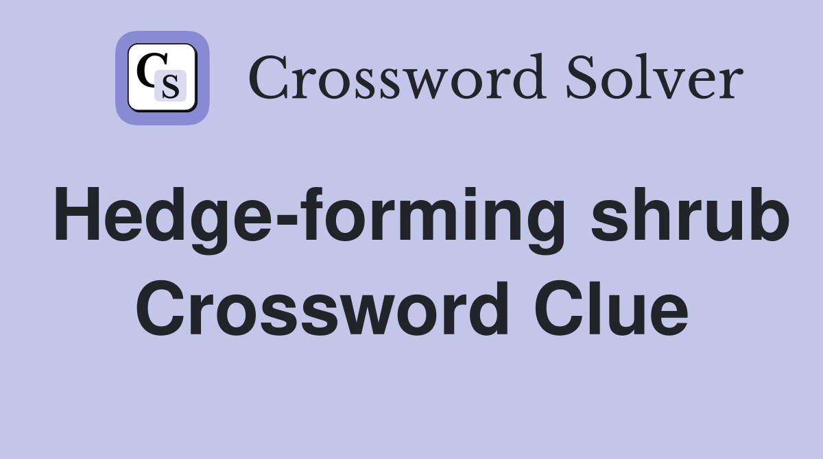 Hedge-forming shrub Crossword Clue
