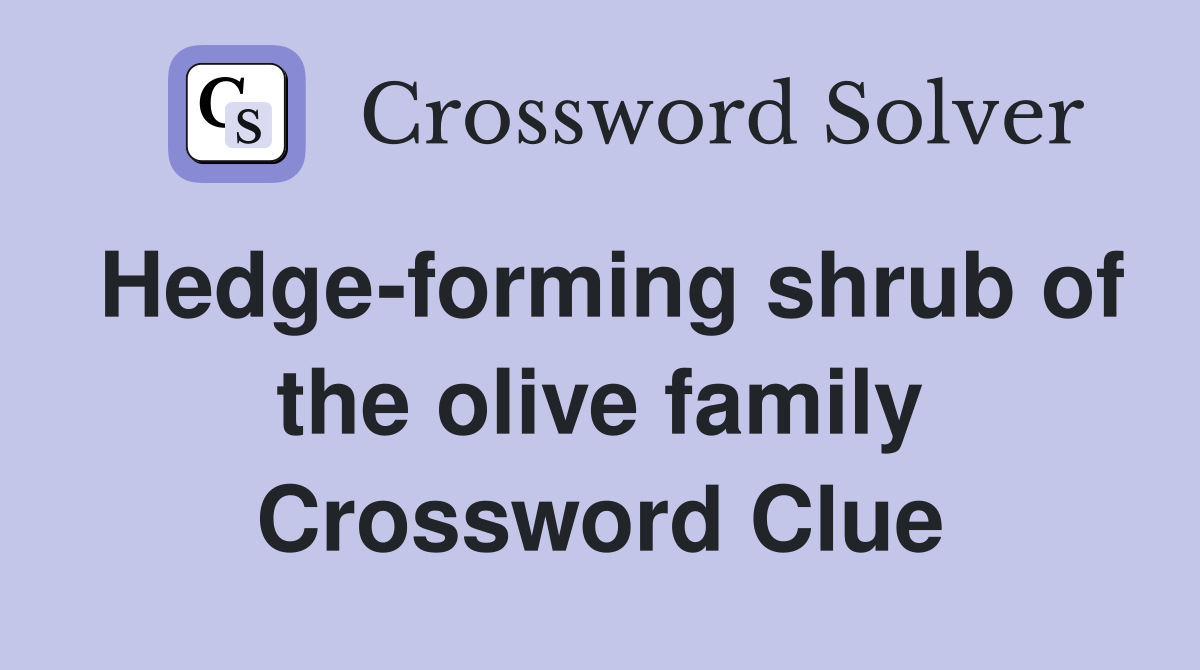 Hedge-forming shrub of the olive family Crossword Clue