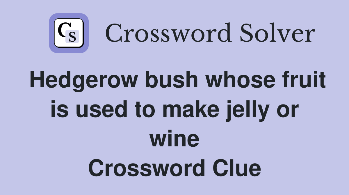 Hedgerow bush whose fruit is used to make jelly or wine Crossword Clue