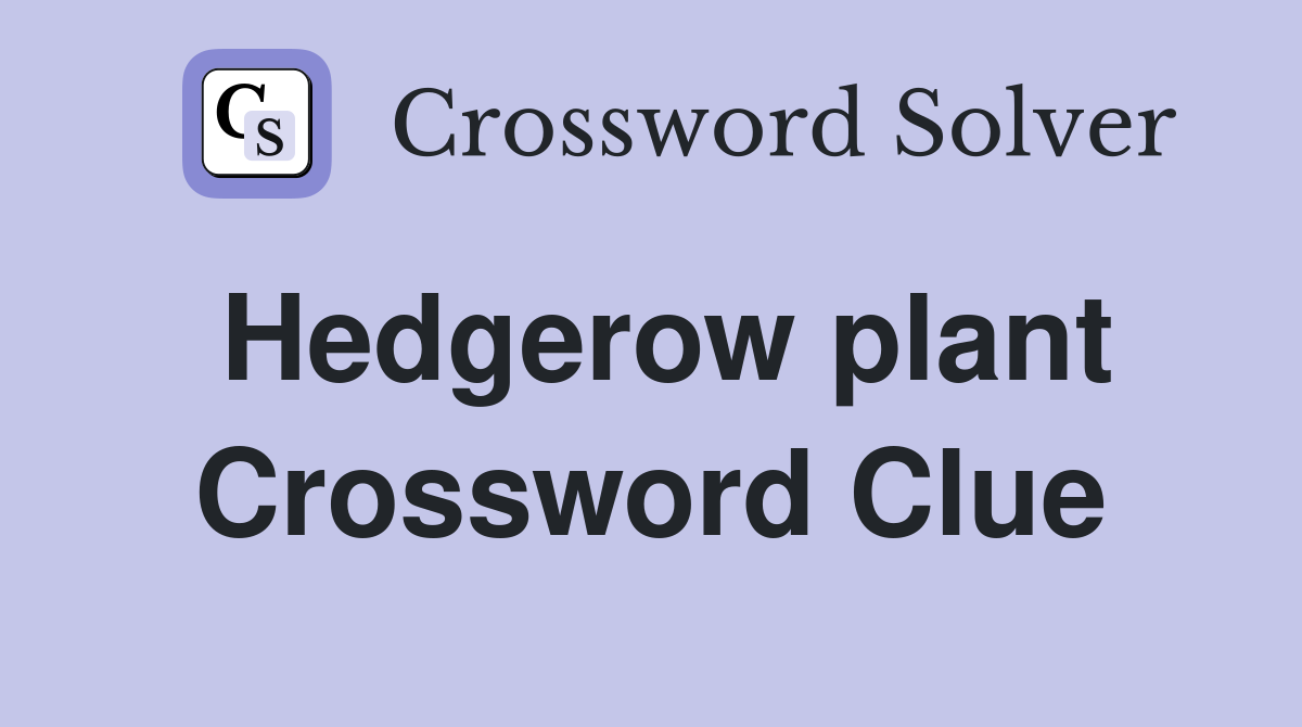 Hedgerow plant Crossword Clue