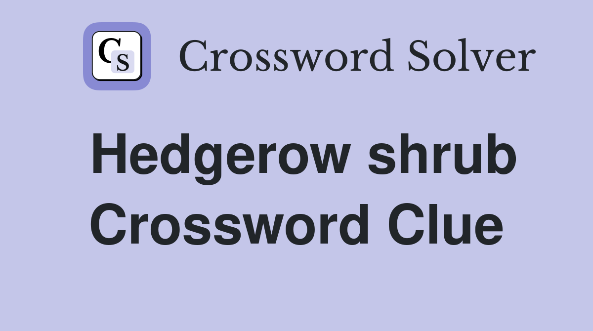 Hedgerow shrub Crossword Clue