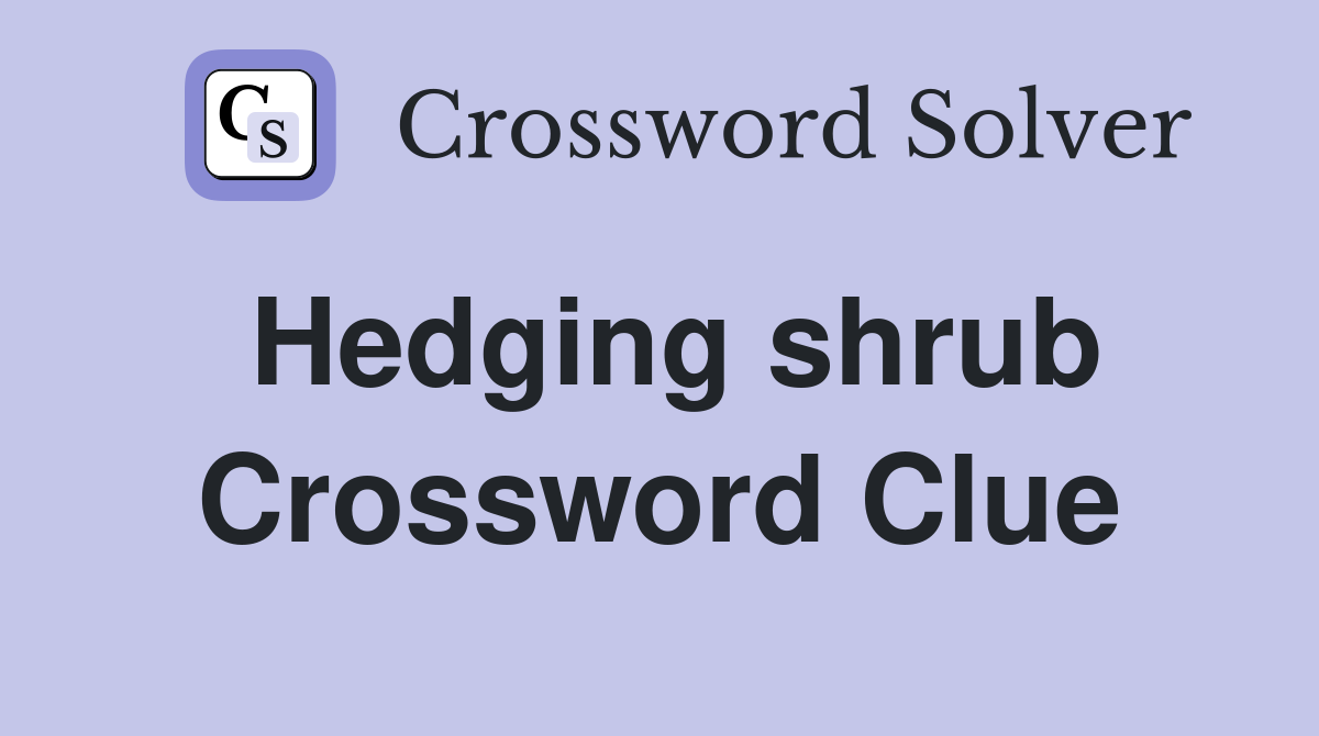 Hedging shrub Crossword Clue