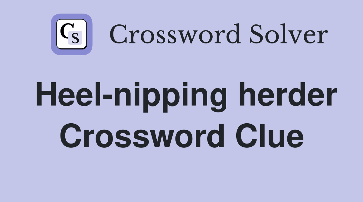Heel-nipping herder Crossword Clue