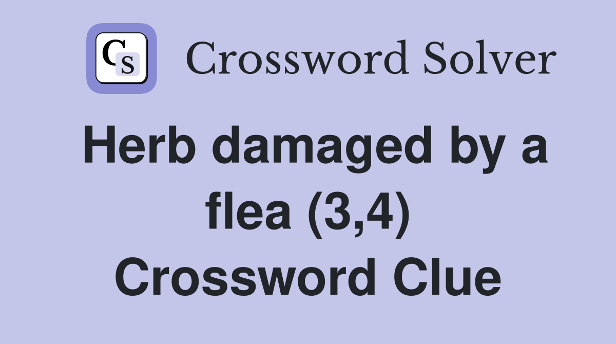 Herb damaged by a flea (3,4) Crossword Clue