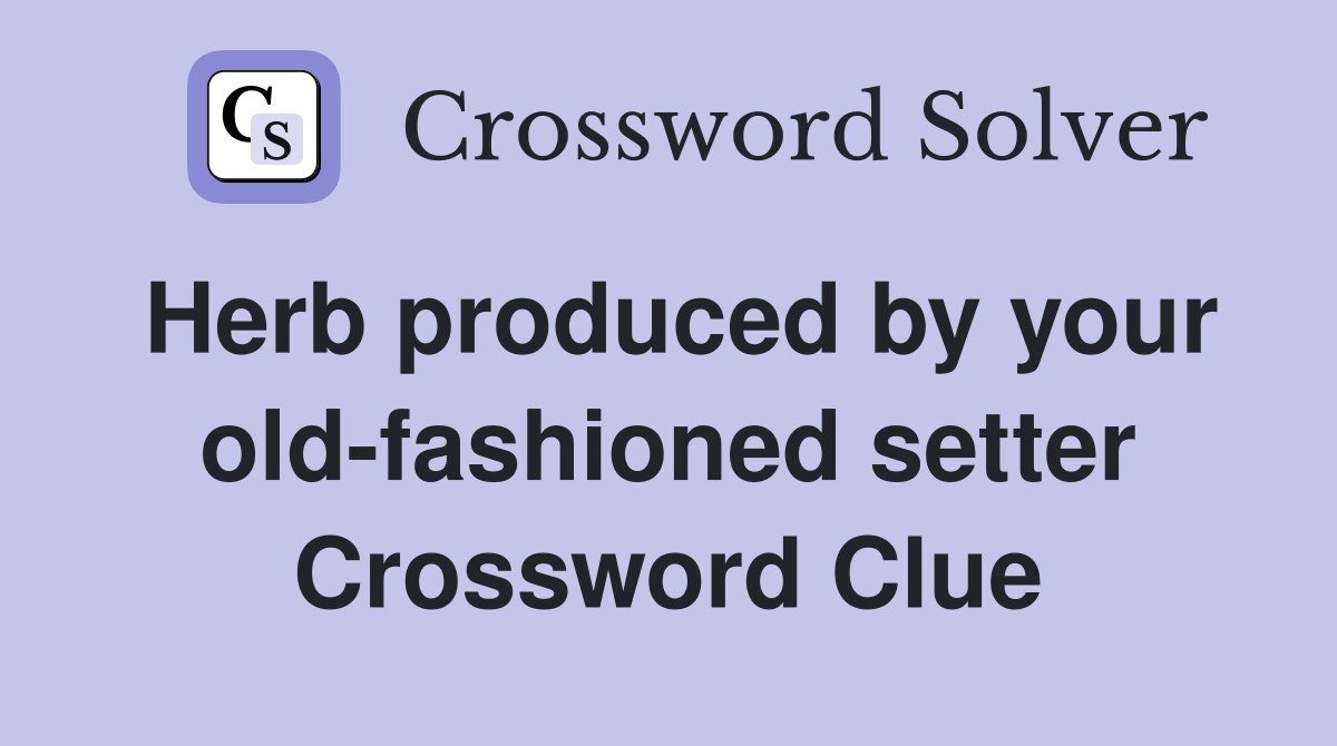 Herb produced by your old-fashioned setter Crossword Clue
