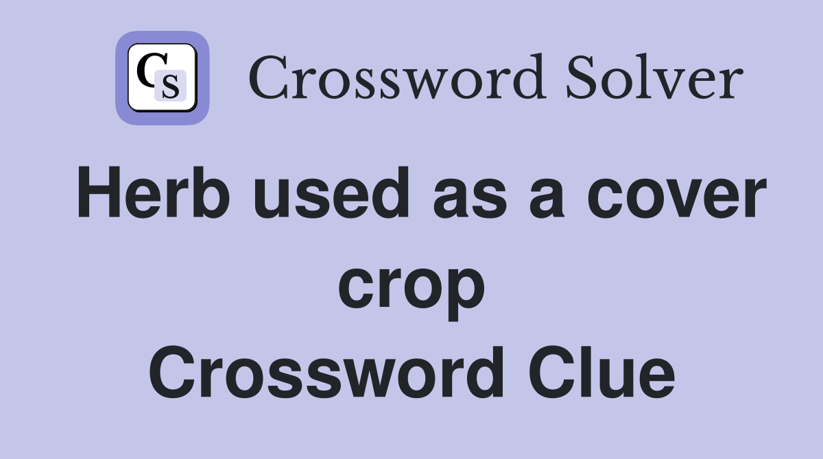 Herb used as a cover crop Crossword Clue