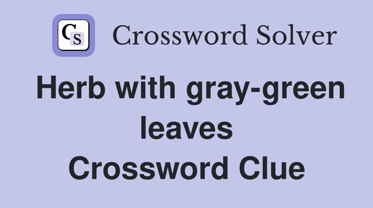 Herb with gray-green leaves Crossword Clue