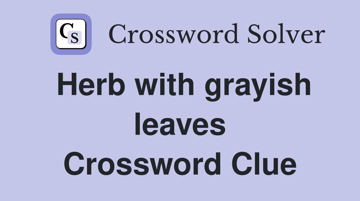 Herb with grayish leaves Crossword Clue