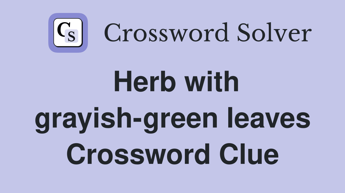 Herb with grayish-green leaves Crossword Clue