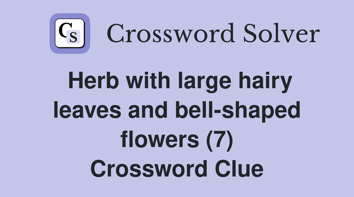 Herb with large hairy leaves and bell-shaped flowers (7) Crossword Clue