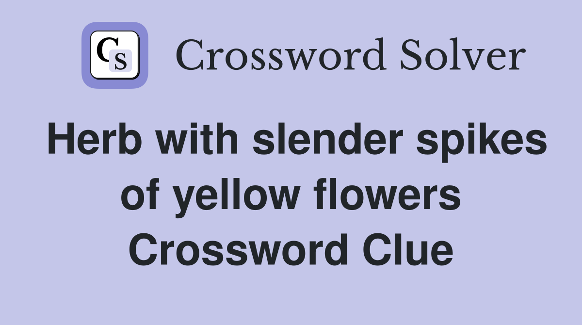 Herb with slender spikes of yellow flowers Crossword Clue