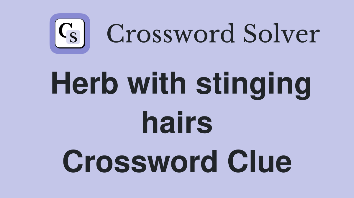 Herb with stinging hairs Crossword Clue