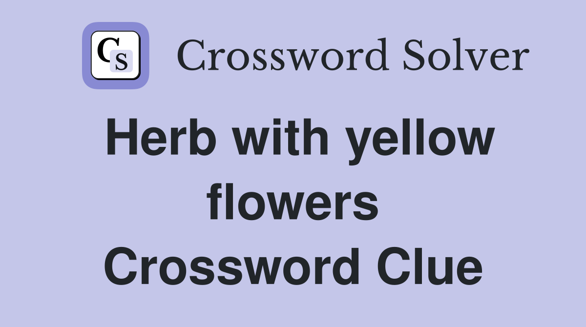 Herb with yellow flowers Crossword Clue