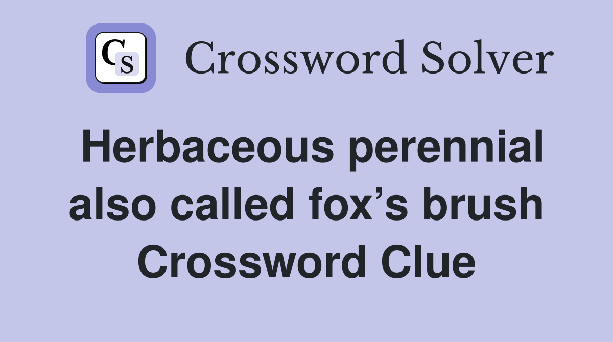Herbaceous perennial also called fox’s brush Crossword Clue