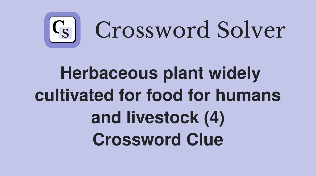Herbaceous plant widely cultivated for food for humans and livestock (4) Crossword Clue