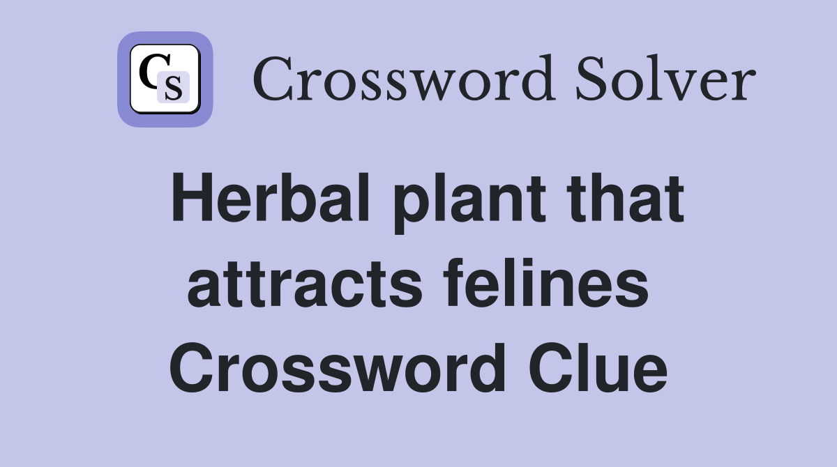 Herbal plant that attracts felines Crossword Clue