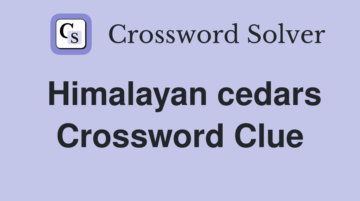 Himalayan cedars Crossword Clue