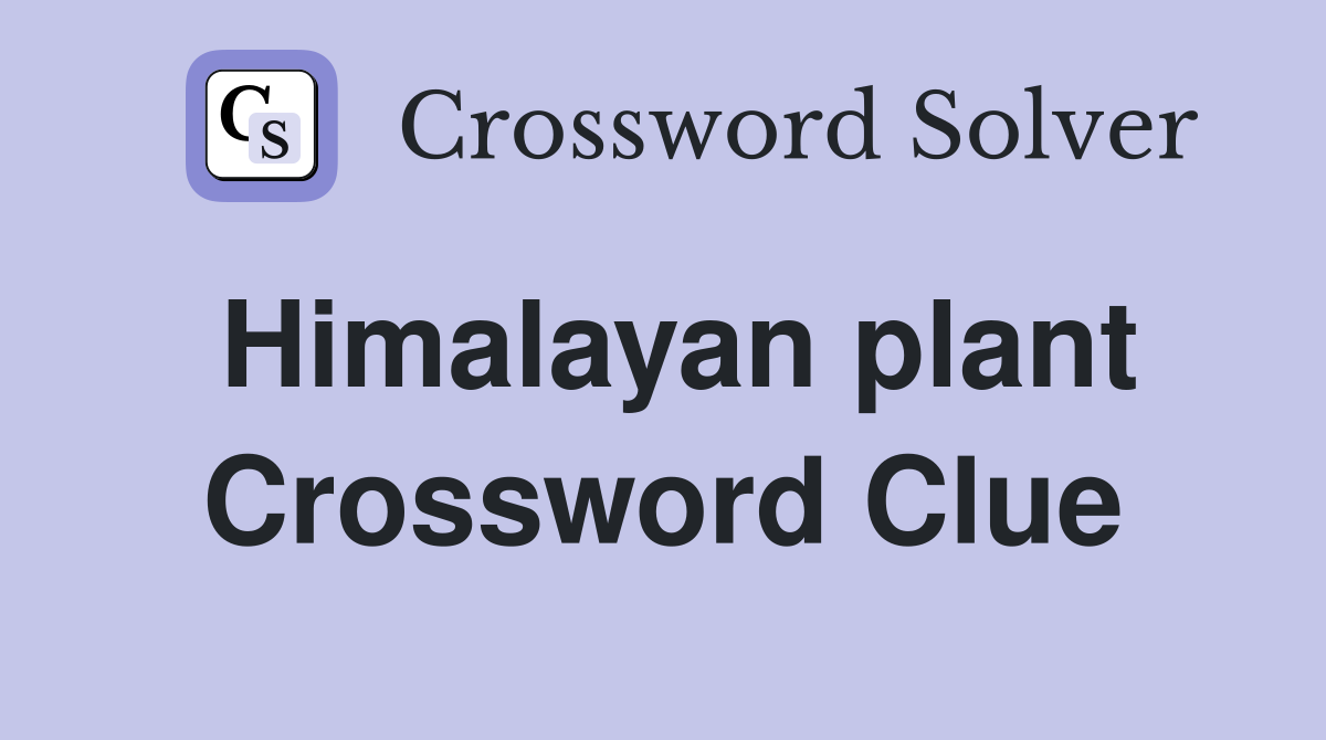 Himalayan plant Crossword Clue