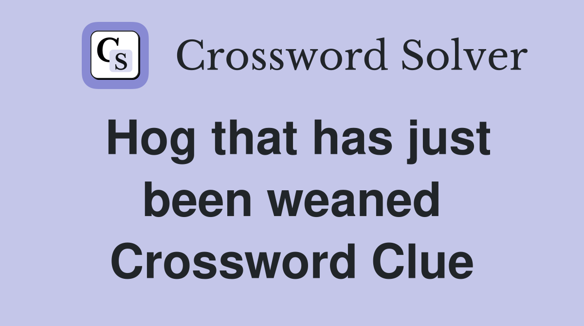 Hog that has just been weaned Crossword Clue