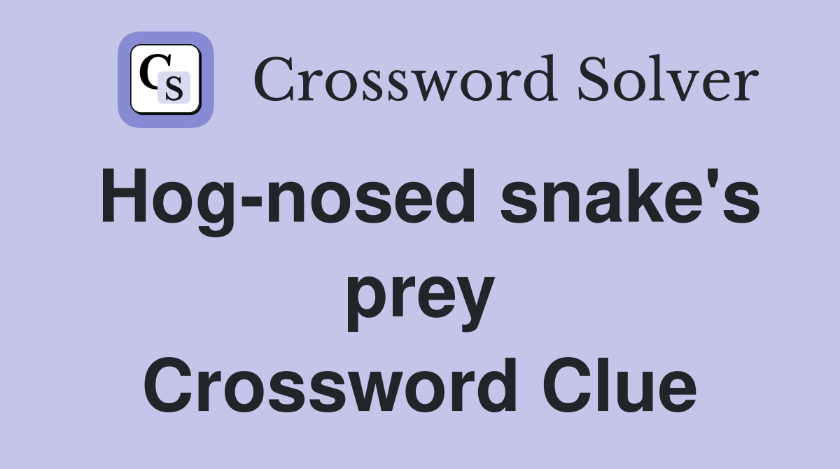 Hog-nosed snake's prey Crossword Clue