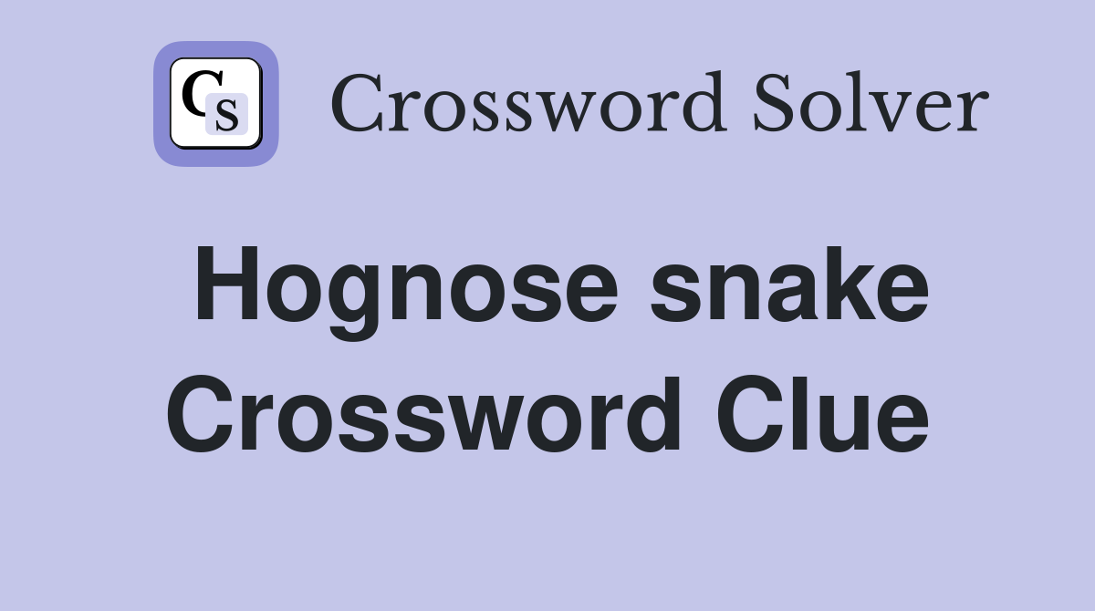 Hognose snake Crossword Clue