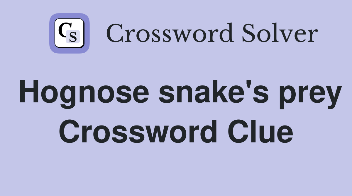 Hognose snake's prey Crossword Clue